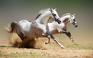 two white horse running on brown dirt soil HD wallpaper